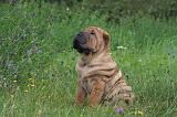 SHAR-PEI 802